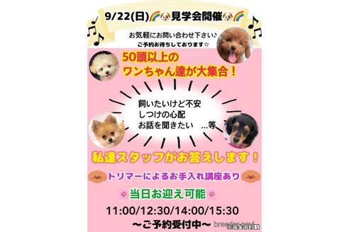 成約済の栃木県のトイプードル-326441の2枚目